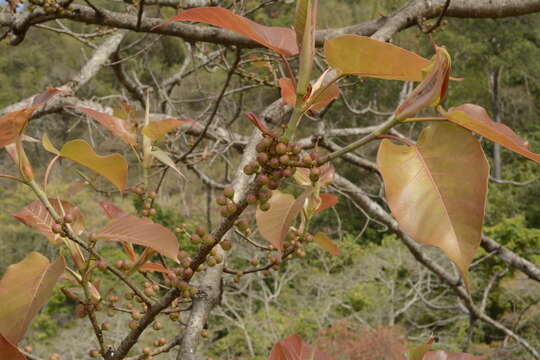 Ficus arnottiana (Miq.) Miq.的圖片