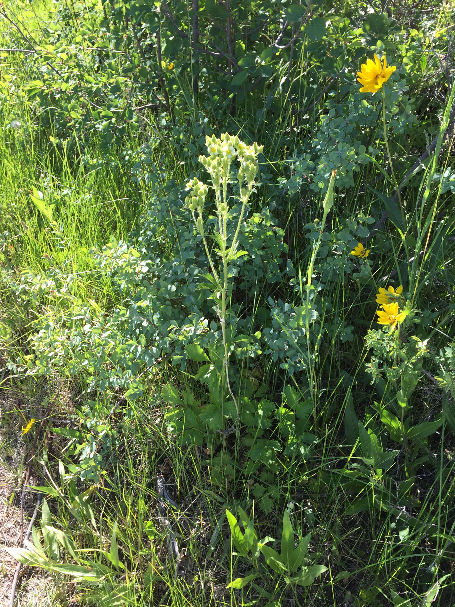 Image of Sticky Woodbeauty