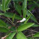 صورة Tabebuia palustris Hemsl.