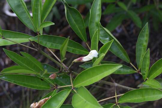 صورة Tabebuia palustris Hemsl.