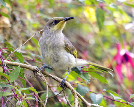 Image of Indonesian Honeyeater