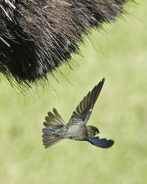 Image of Glossy Swiftlet