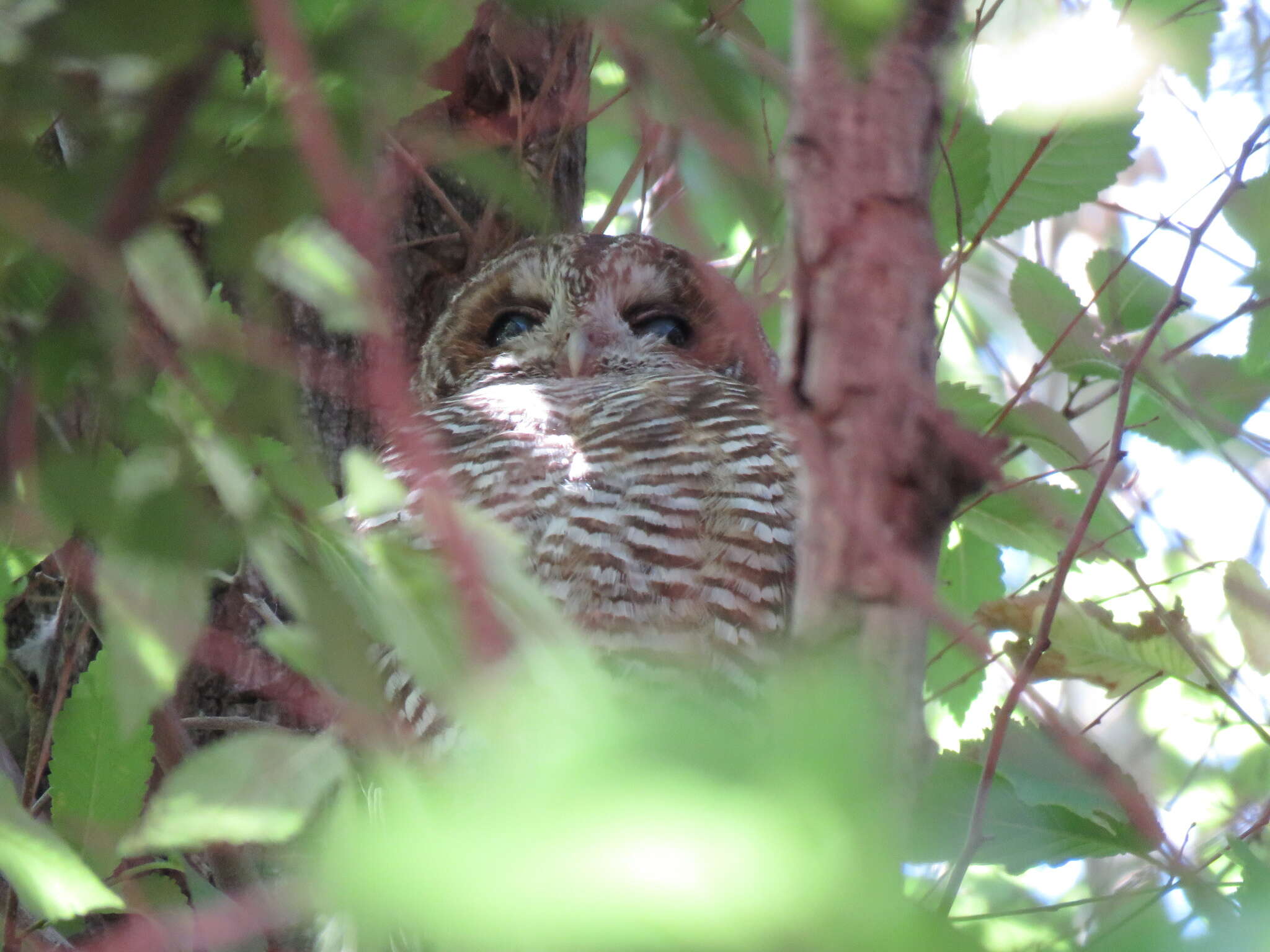 Imagem de Strix rufipes rufipes King & PP 1827