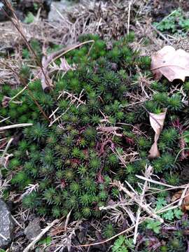 Image of Petrosedum forsterianum (Sm.) V. Grulich