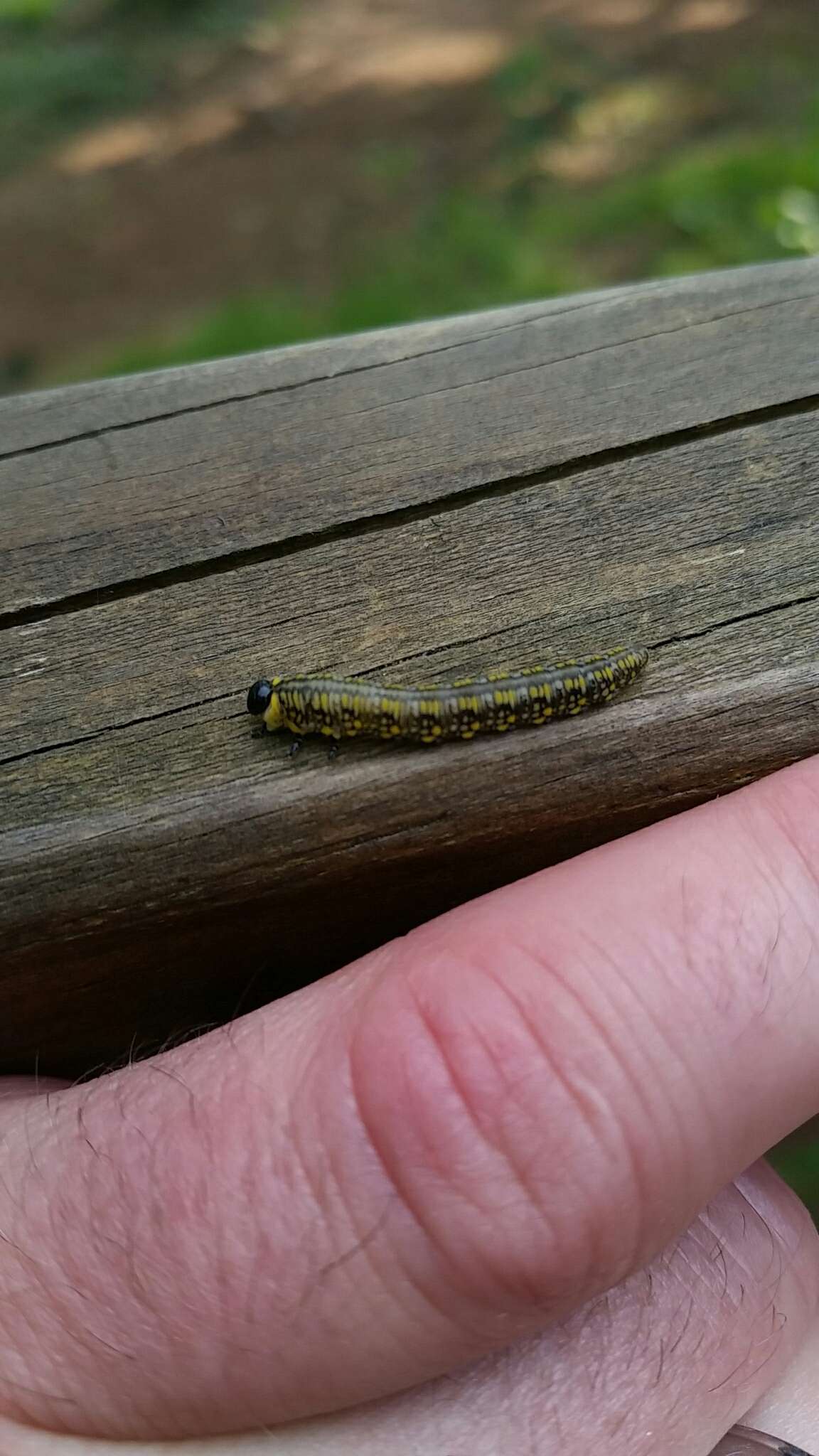 Image of Introduced Pine Sawfly