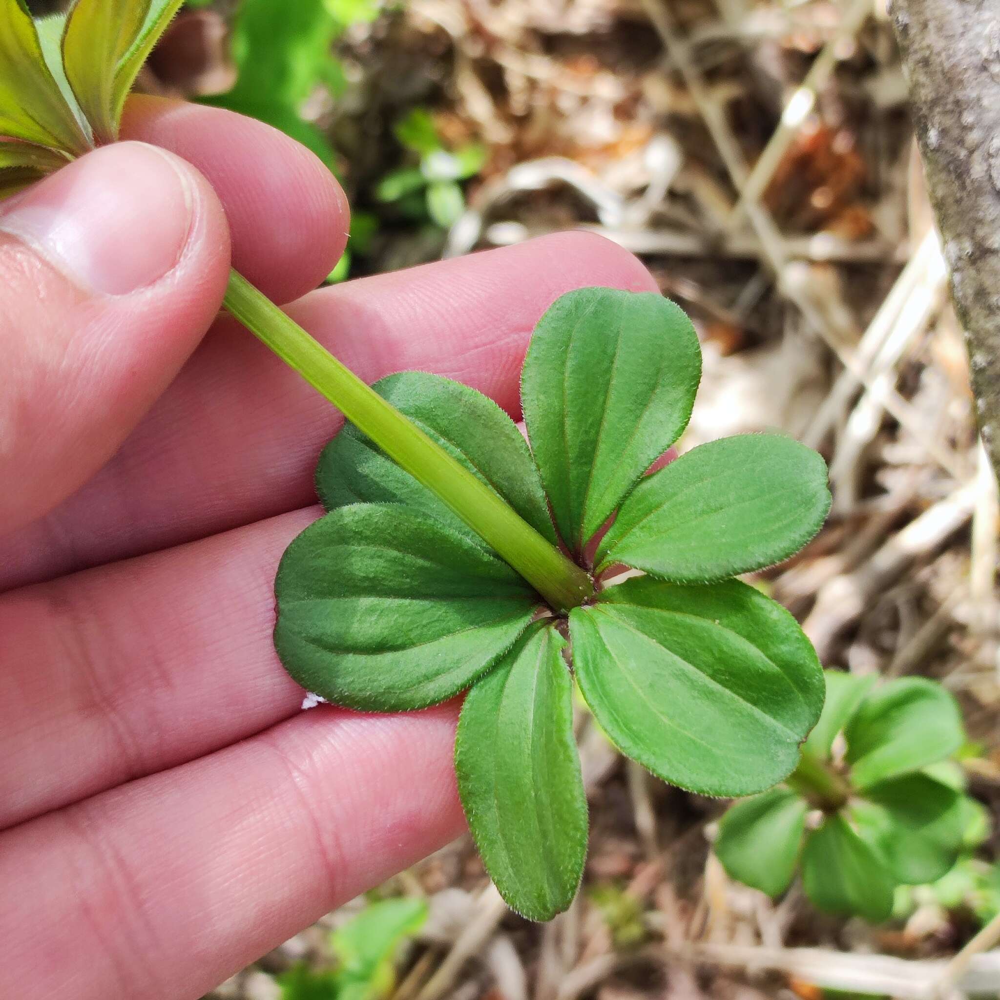 Plancia ëd Galium maximowiczii (Kom.) Pobed.