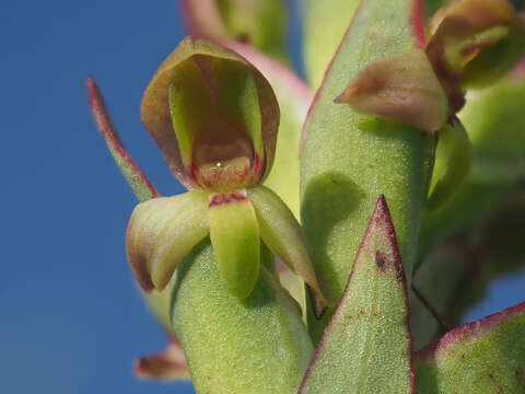 Image of Disa brevicornis (Lindl.) Bolus