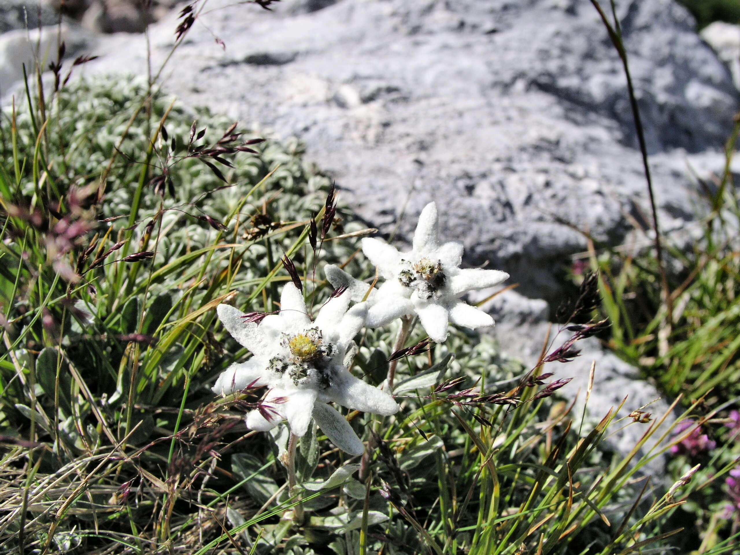 Image of edelweiss