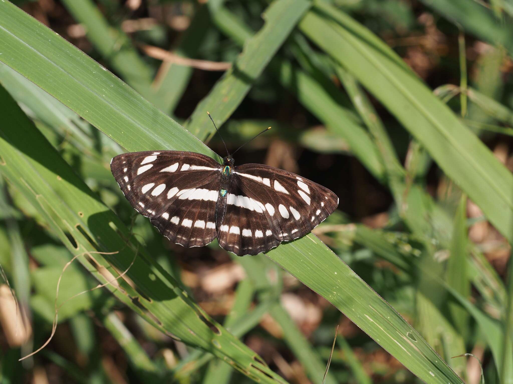 Image de Neptis hylas luculenta Fruhstorfer 1907