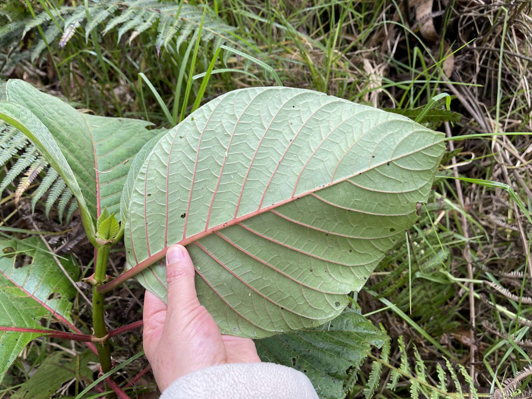 Слика од Cinchona pubescens Vahl