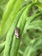 Image of Diamondback Spittlebug