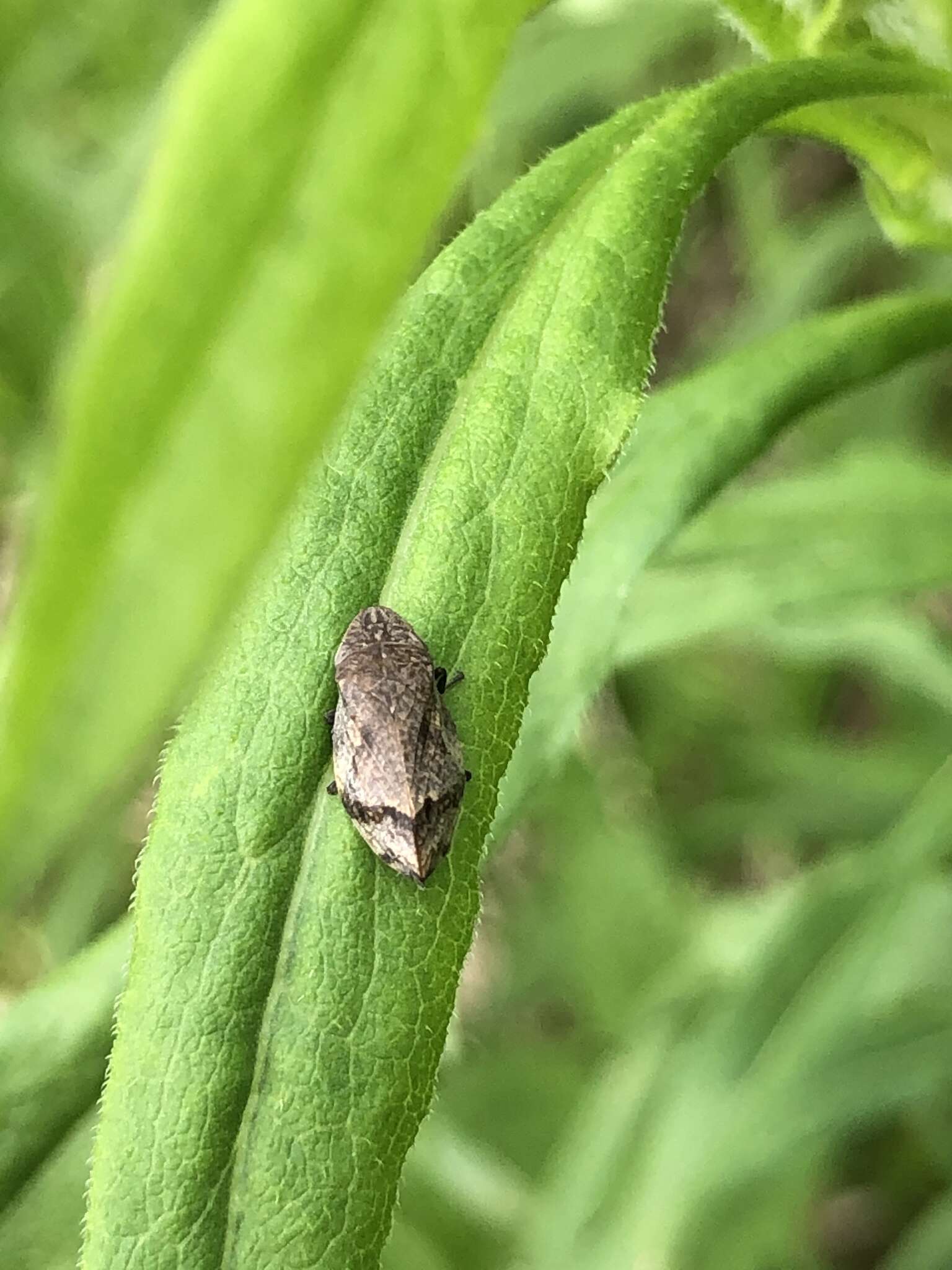 Image of Diamondback Spittlebug