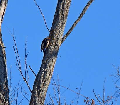 Image of Syrian Woodpecker