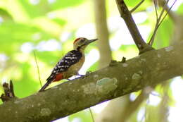 Image of Fulvous-breasted Woodpecker