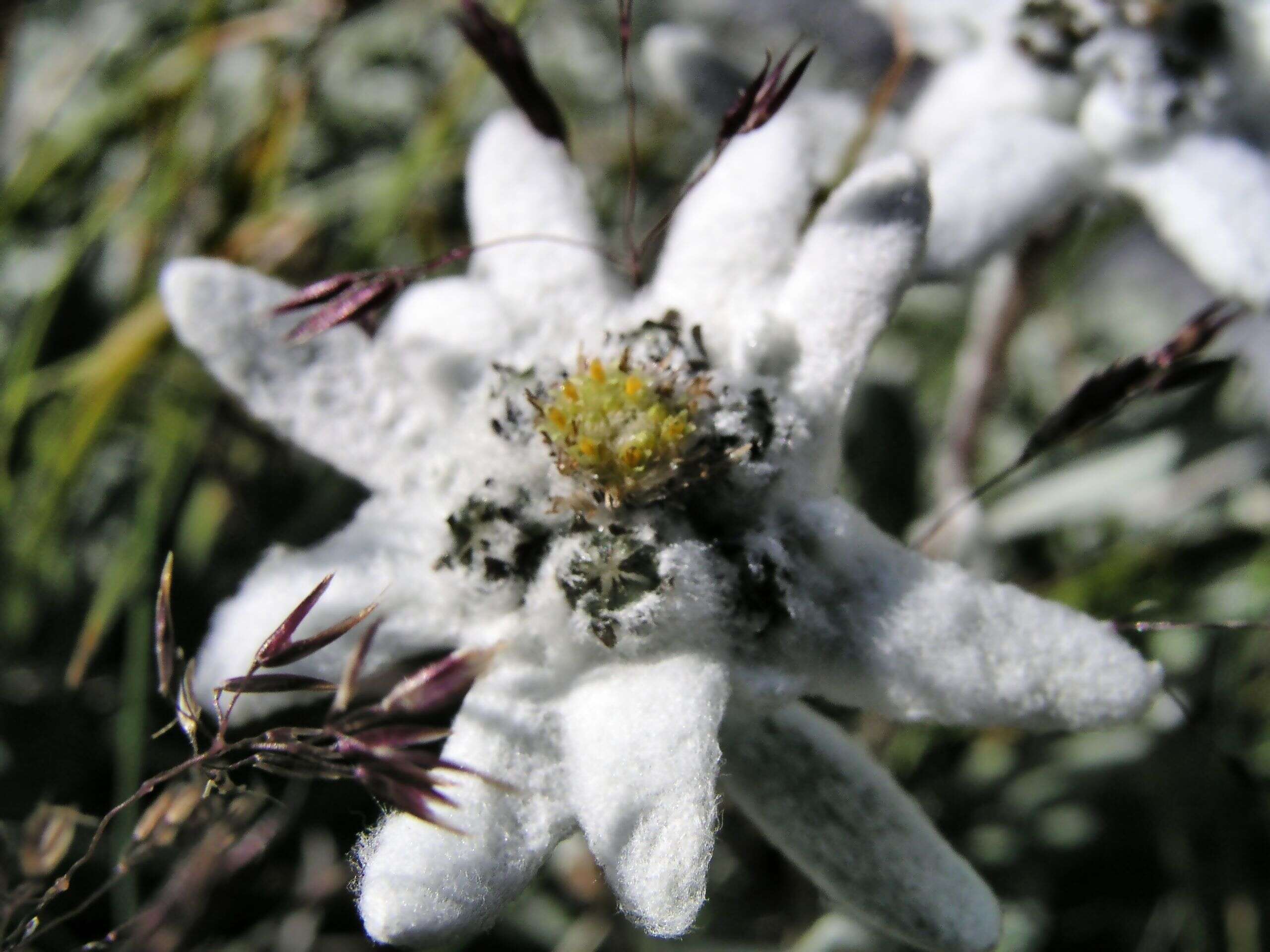 Image of edelweiss