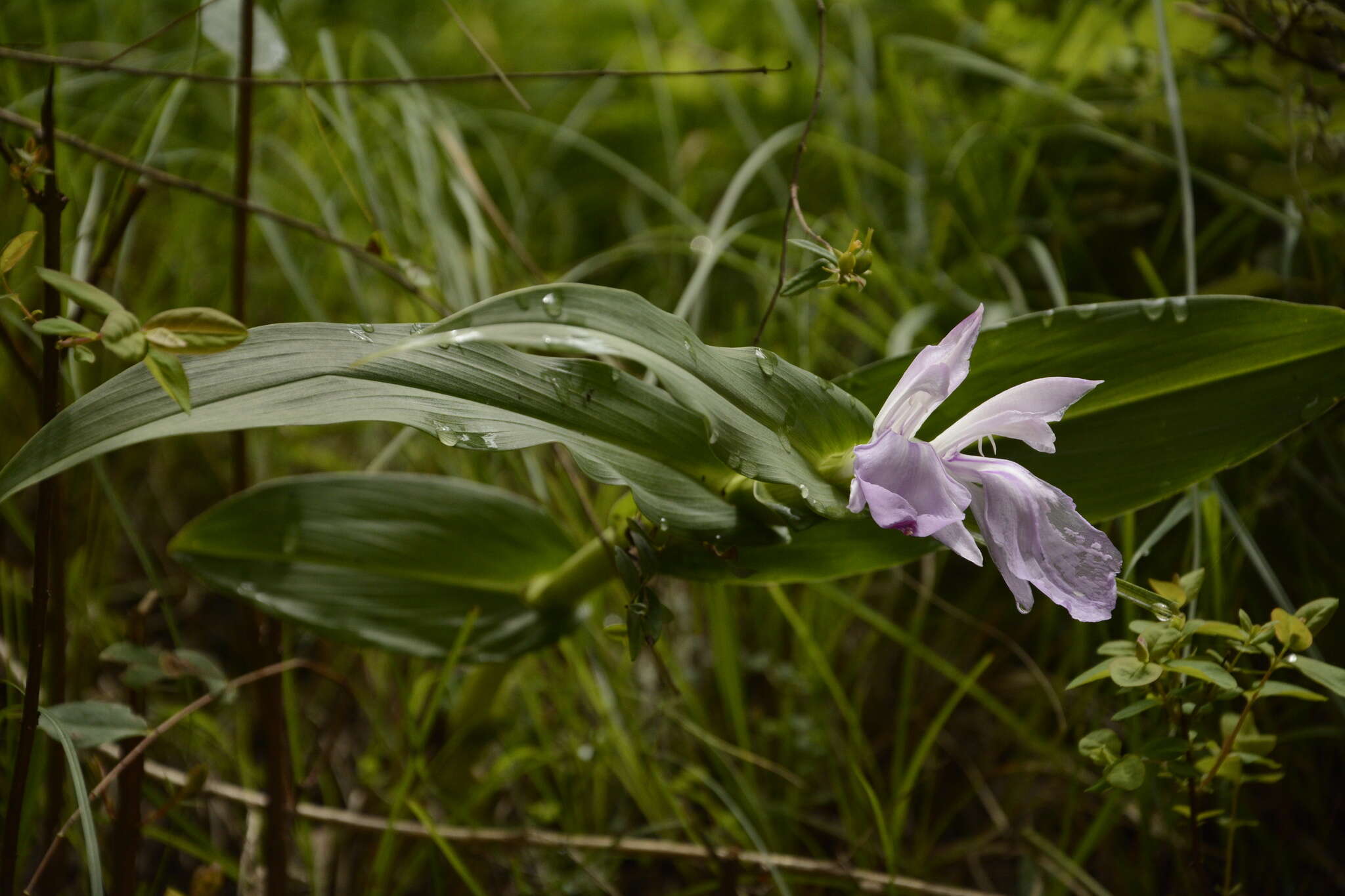 Image of Roscoea purpurea Sm.