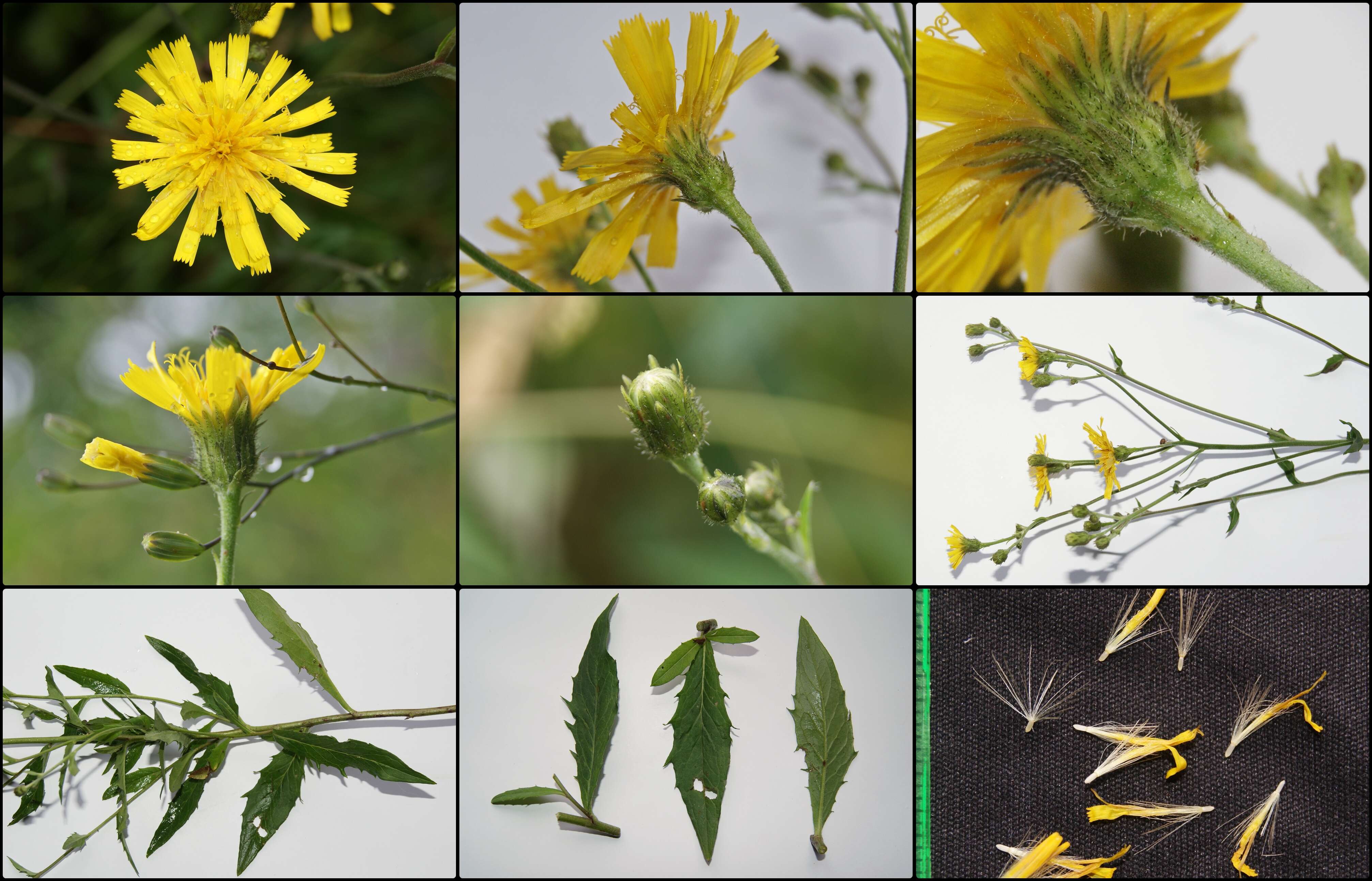 Image of smooth hawkweed