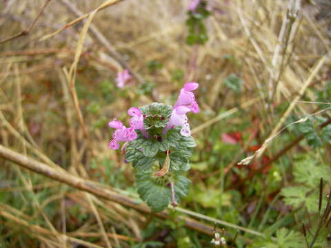 Image of common henbit