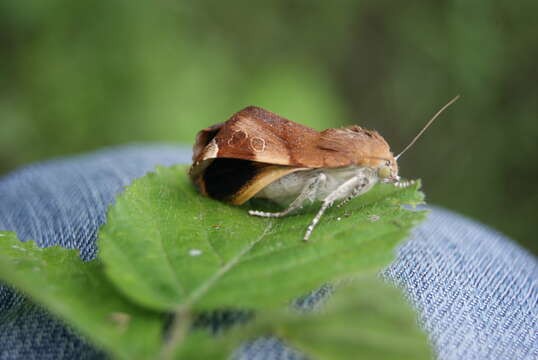 Image of broad-bordered yellow underwing