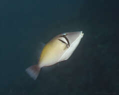 Image of Boomerang triggerfish