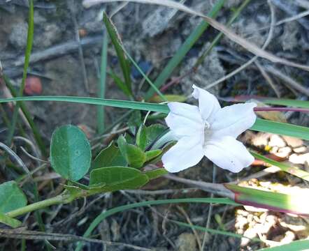 Imagem de Ruellia pilosa L. fil.