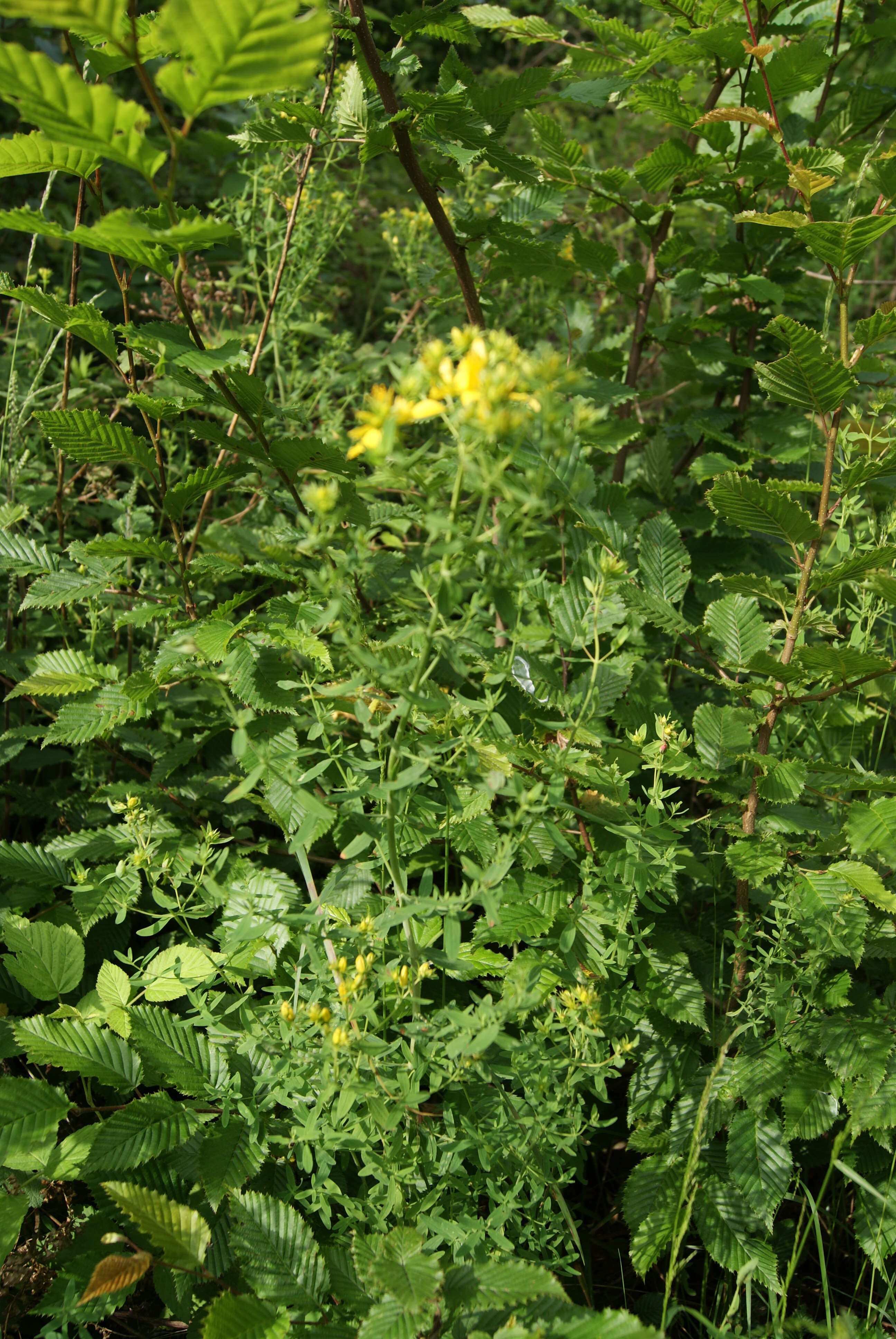 Image of St John's wort