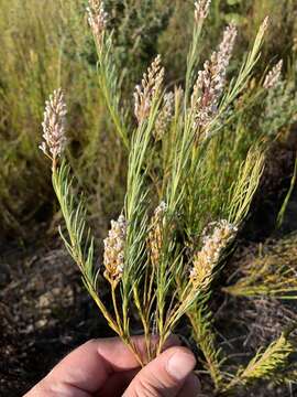 Image of Spatalla racemosa (L.) Druce