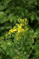 Image of St John's wort