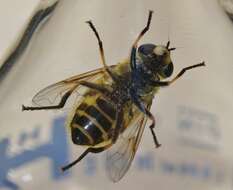 Image of Myathropa florea