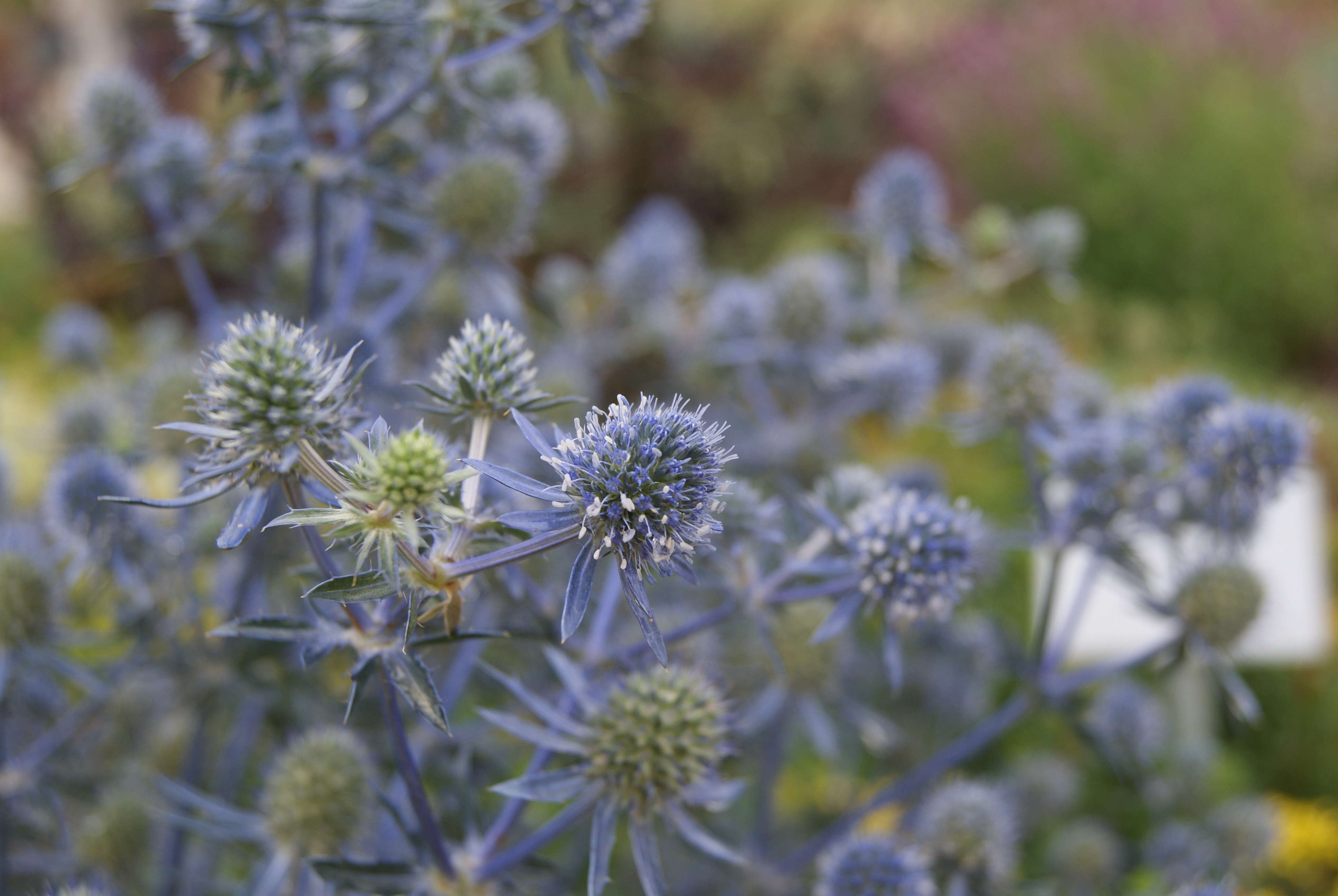 Imagem de Eryngium planum L.