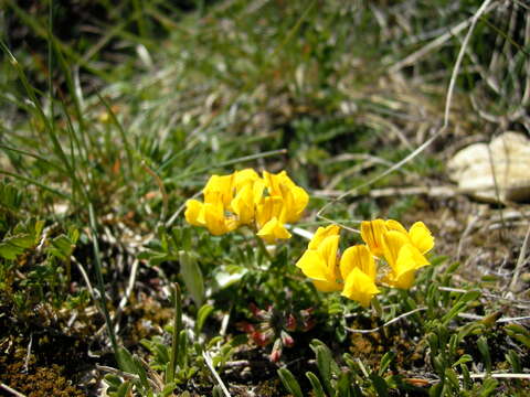 Image of Horseshoe-vetch