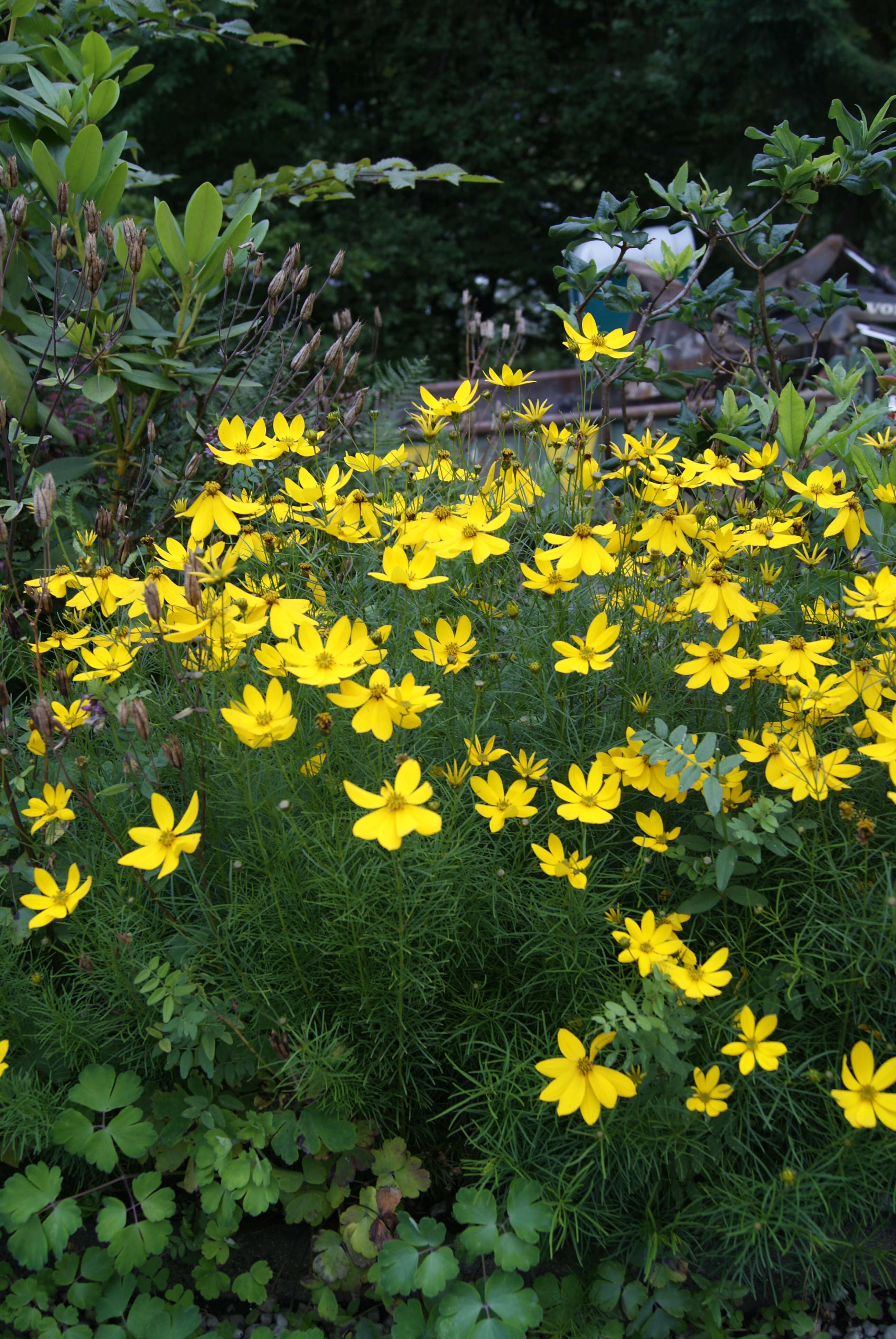 Image of whorled tickseed