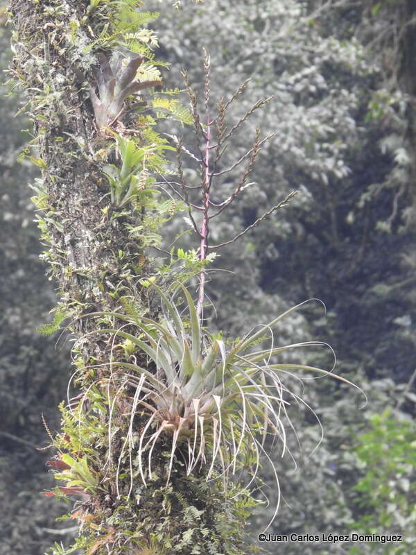 Tillandsia limbata Schltdl.的圖片