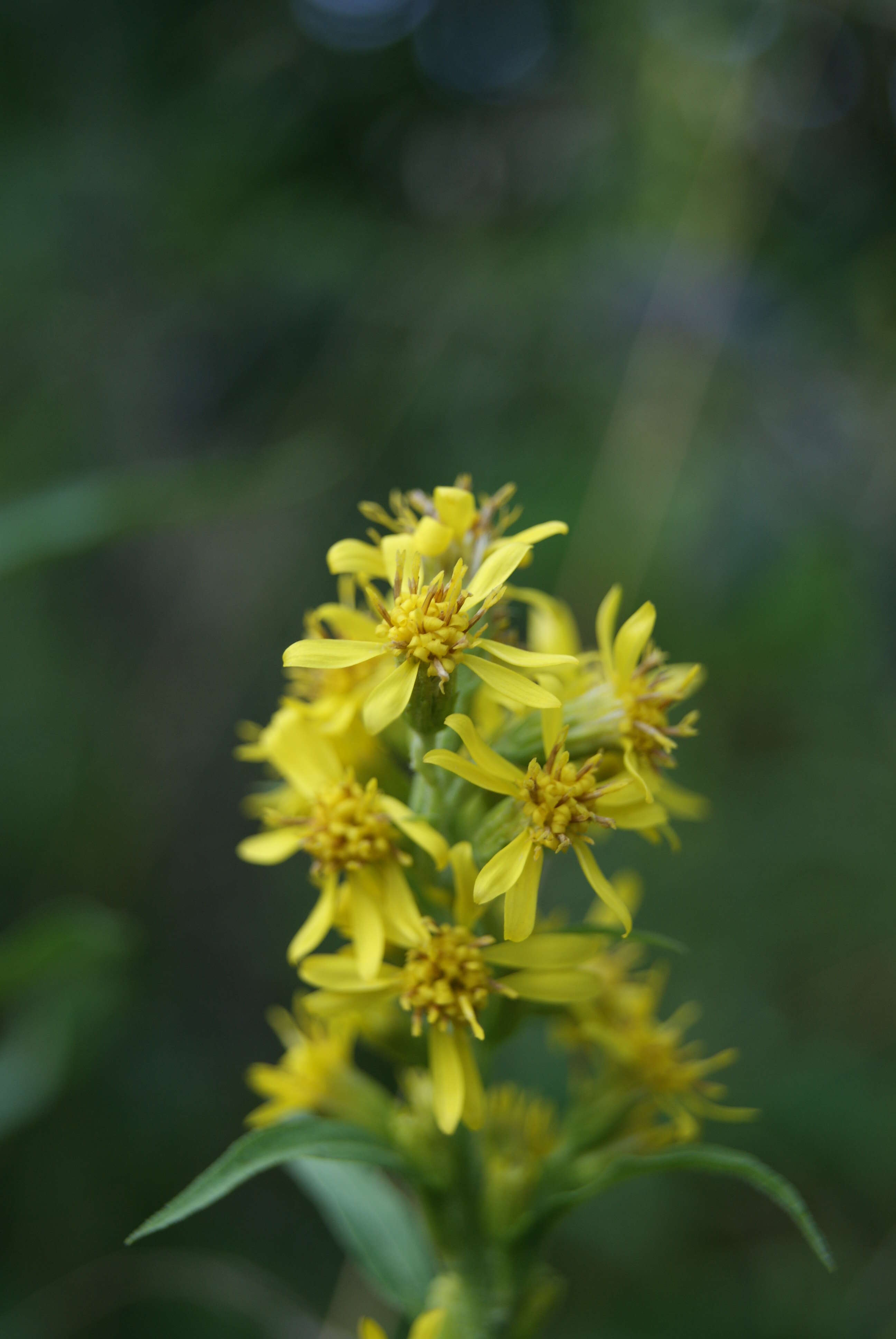 Image of goldenrod