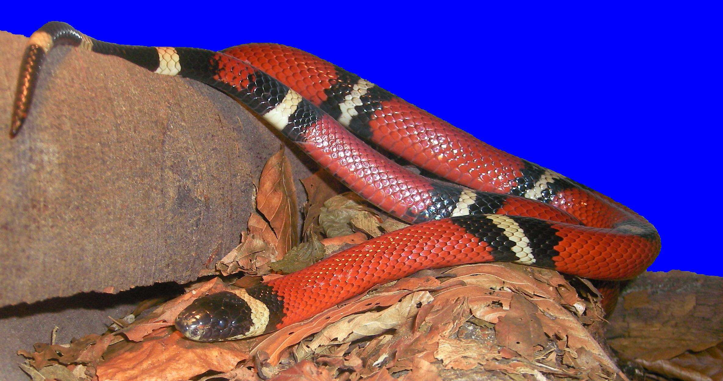 Image of Lampropeltis triangulum nelsoni