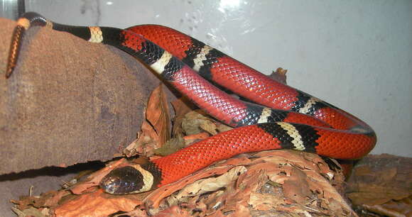 Image of Lampropeltis triangulum nelsoni