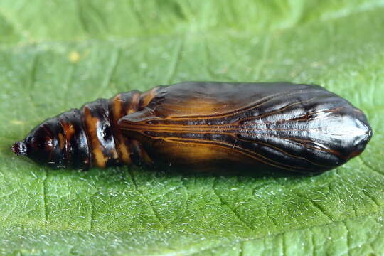 Imagem de Autographa pulchrina Haworth 1802