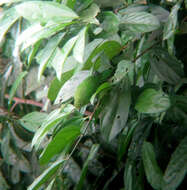 Image of Lesser Green Leafbird