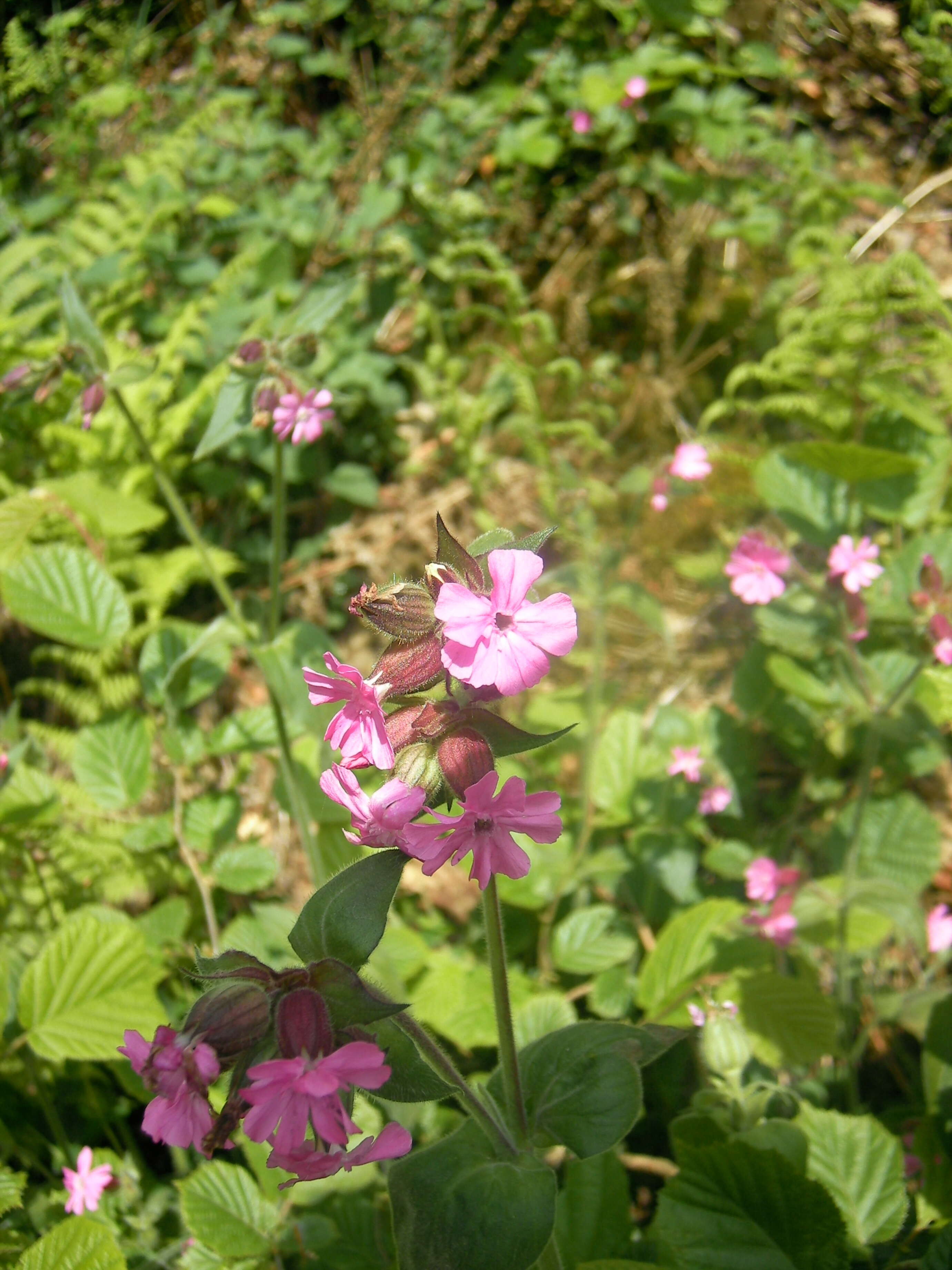 صورة Silene dioica (L.) Clairv.