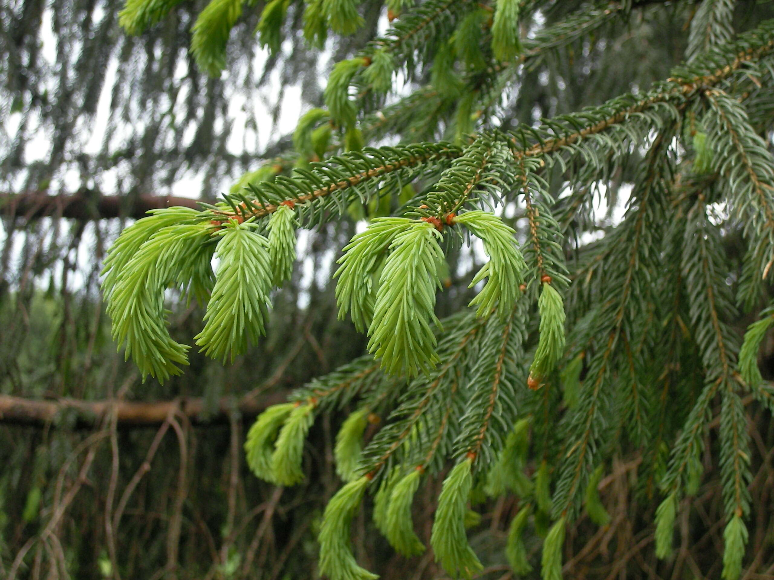 Sivun metsäkuusi kuva