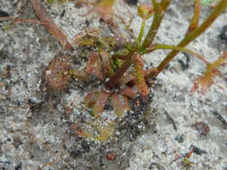 Drosera gunniana的圖片