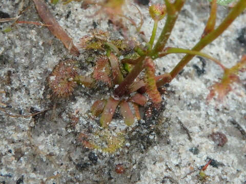 Image de Drosera gunniana