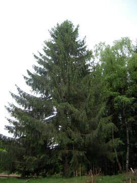 Image of Norway spruce