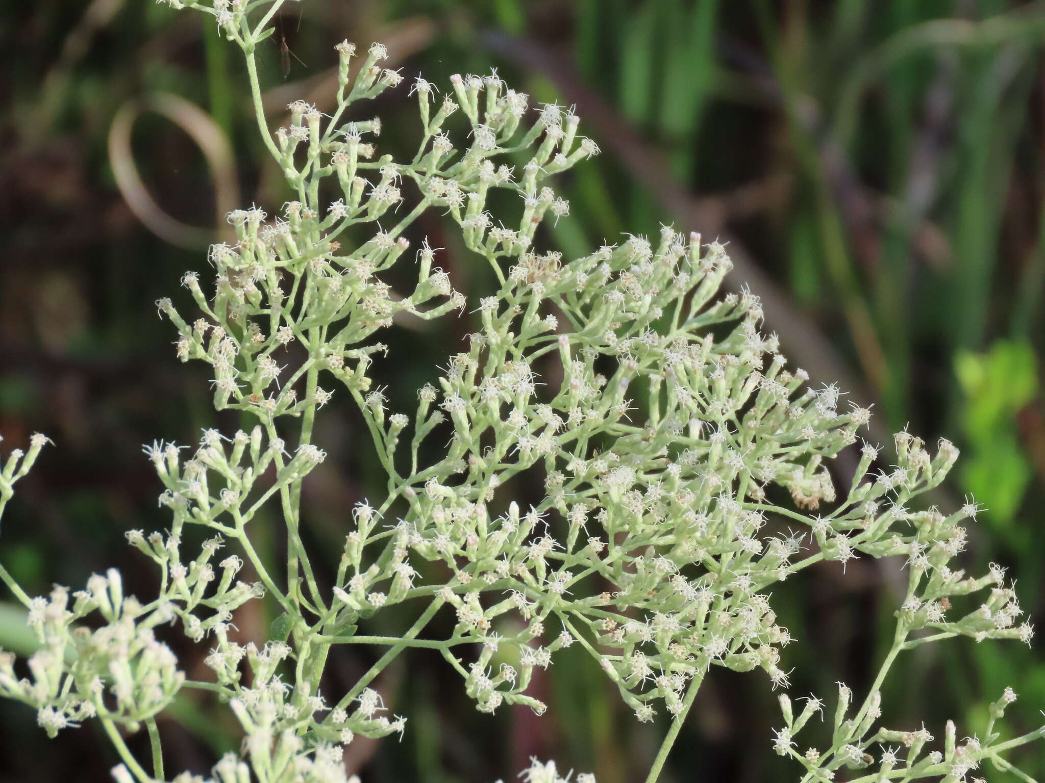 Image of semaphore thoroughwort