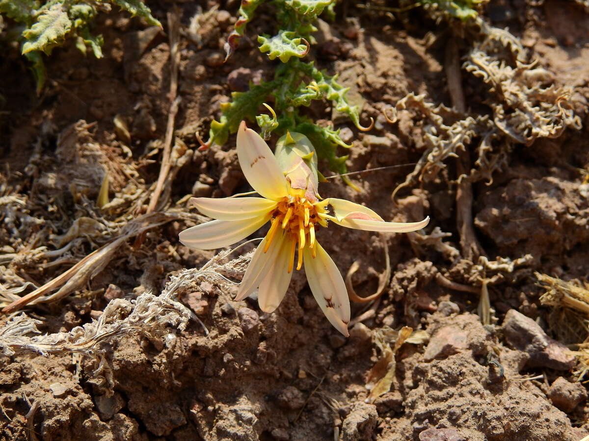 Image of Mutisia sinuata Cav.