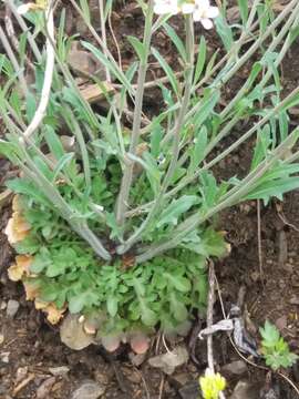 Image of Kamchatka rockcress