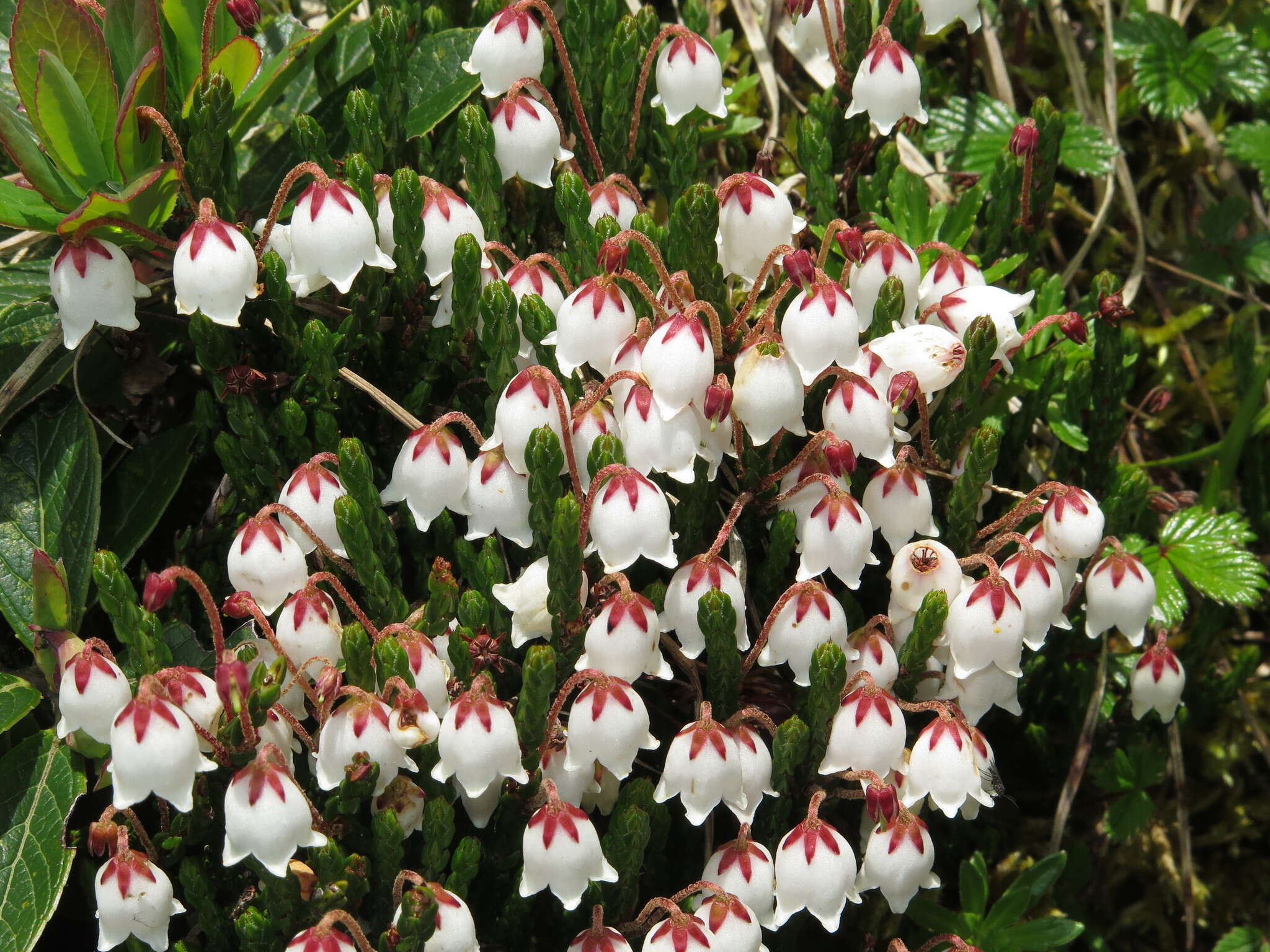 Image de Cassiope selaginoides Hook. fil. & Thomson