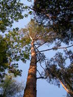 Image of Scotch Pine