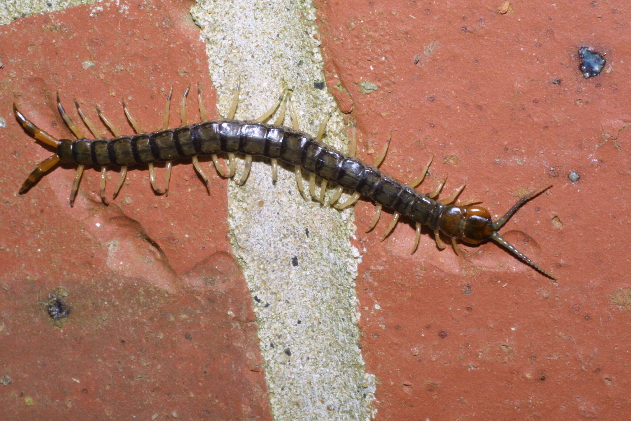 Image of Hemiscolopendra marginata (Say 1821)