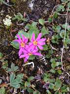 Primula cuneifolia subsp. saxifragifolia (Lehm.) W. W. Sm. & G. Forrest resmi